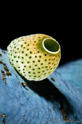 Small sea squirt on a blue sea star. Nikon D300, 105mm, 2... by Michael Henke 
